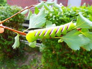 raupe sphinx ligustri 8.2013.jpg