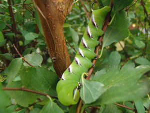 blatt om nom nom.jpg