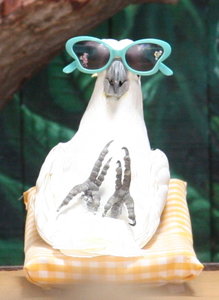 relaxing papagai.jpg