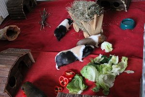 IMG_6406 (640x427).jpg