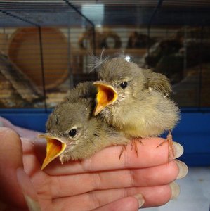 Piep und Pieps (2)k.JPG