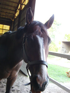 eselchen.jpg eselchen.jpg