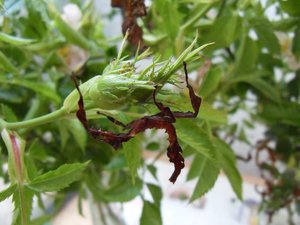 13-06-08 (1).JPG 13-06-08 (1).JPG