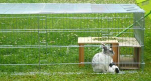 häsi 011.JPG häsi 011.JPG