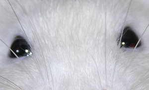 bildll 067caspdet3.jpg