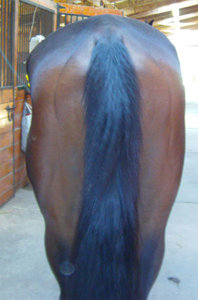 hinten.jpg hinten.jpg