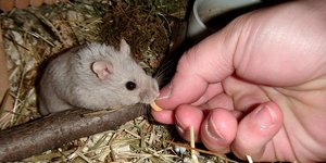 Peanietf´schatz.jpg Peanietf´schatz.jpg