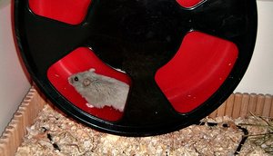 peanietflaufen.jpg peanietflaufen.jpg