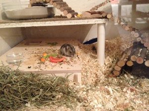 IMG-20130630-WA0009.jpg IMG-20130630-WA0009.jpg