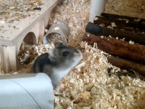 Annie13.jpg Annie13.jpg