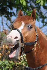 DSC_4129 (425x640).jpg