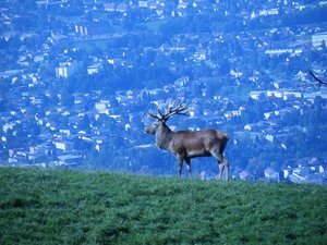 Bregenz 30 Tag 2.JPG