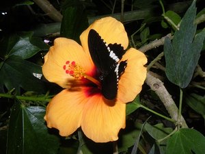 DSCF1615 - Kopie.JPG