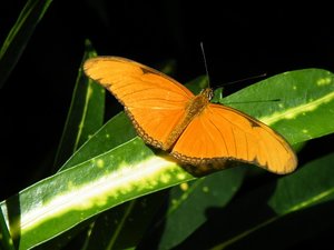 DSCF1616 - Kopie.JPG