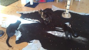 DSC_0951.JPG DSC_0951.JPG