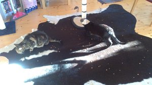 DSC_0952.JPG DSC_0952.JPG