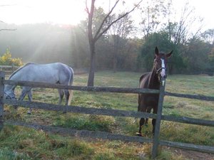 eselchen.jpg eselchen.jpg