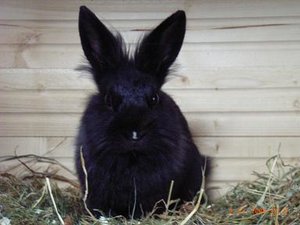 Cleo & Sam (159).JPG