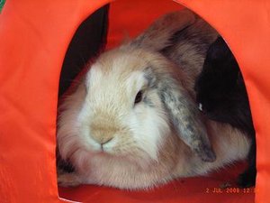 Cleo & Sam (161).jpg