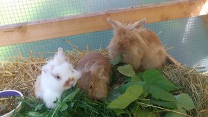 Schnuffels.JPG Schnuffels.JPG