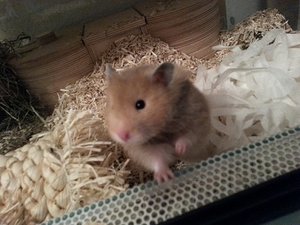 Teddy I.jpg Teddy I.jpg