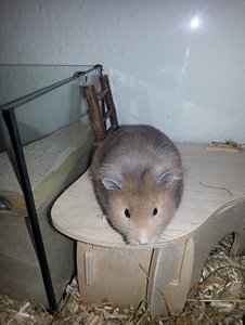 Teddy II.jpg Teddy II.jpg