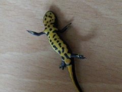 20131010_152555 (240x180) (2).jpg