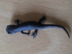 20131010_152629 (240x180).jpg