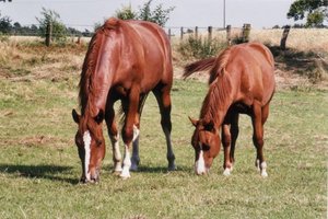 Bernhardt und Mighty II.jpg