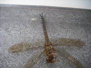 DSCF1364_2.JPG DSCF1364_2.JPG