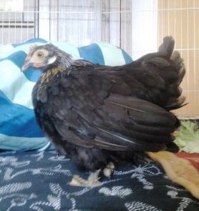 Henriette.jpg Henriette.jpg