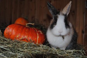 DSC_8286 - Kopie.JPG