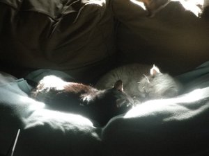 kuschelcats.jpg kuschelcats.jpg