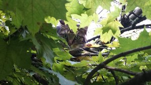 Save Handy bilder 054.JPG Save Handy bilder 054.JPG