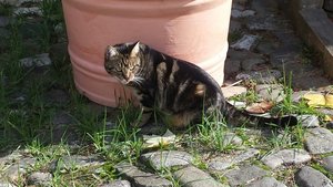 Save Handy bilder 125.JPG Save Handy bilder 125.JPG