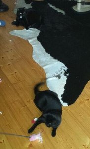 Save Handy bilder 169.JPG Save Handy bilder 169.JPG