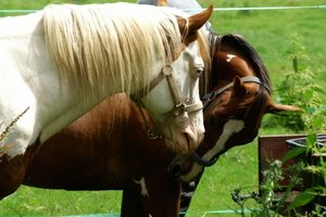 PICT0183 (640x426).jpg