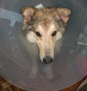 Rocky mit Kragen 2013.JPG