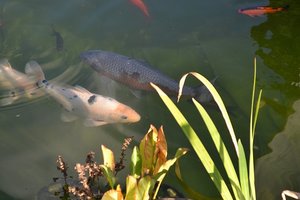 DSC_0465.JPG DSC_0465.JPG