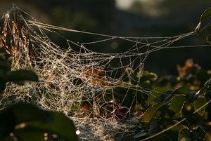 IMG_2858webg.jpg IMG_2858webg.jpg