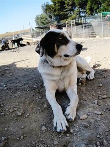 Pirata (6).jpg Pirata (6).jpg