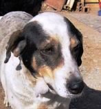 Pirata_kl.jpg Pirata_kl.jpg