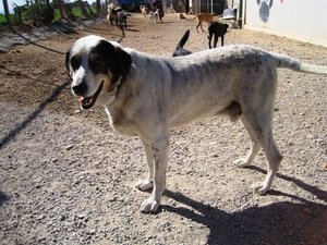 Pirata (3).jpg Pirata (3).jpg