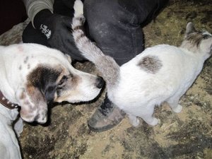 Pirata-Cattest.jpg Pirata-Cattest.jpg