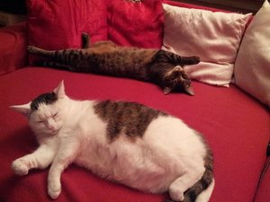 1466229_365947270206145_137581695_n.jpg 1466229_365947270206145_137581695_n.jpg