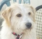 Espinete1_kl.jpg Espinete1_kl.jpg