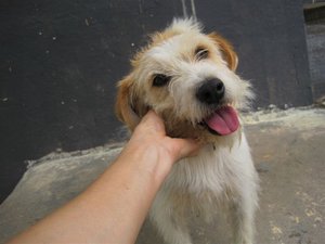 Espinete (1).jpg Espinete (1).jpg