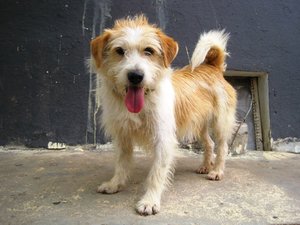 Espinete (8).jpg Espinete (8).jpg