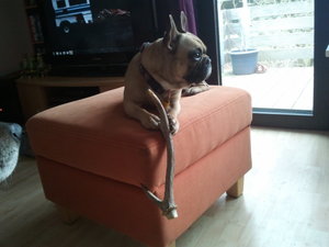 2013-03-29 12.42.29.jpg