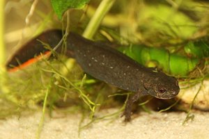 IMG_0762bk.JPG IMG_0762bk.JPG